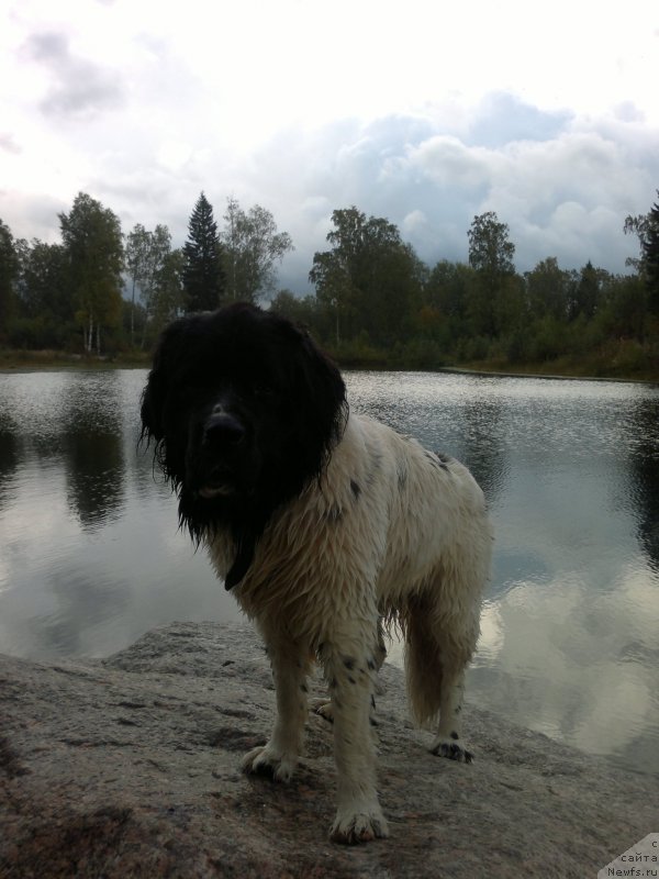 Фото: ньюфаундленд Амрита от Карельских Медведей