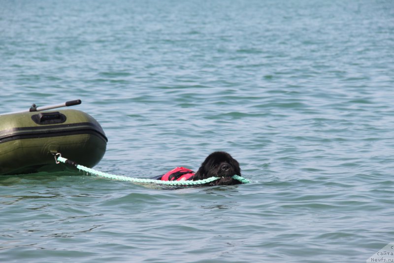 Фото: ньюфаундленд Моя Стихия Калипсо Прелестная Нимфа