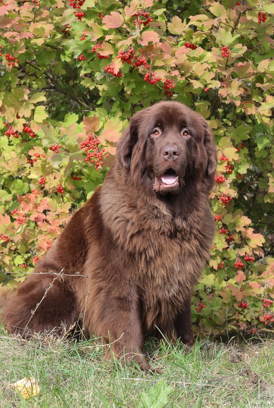 Фотография № 193690