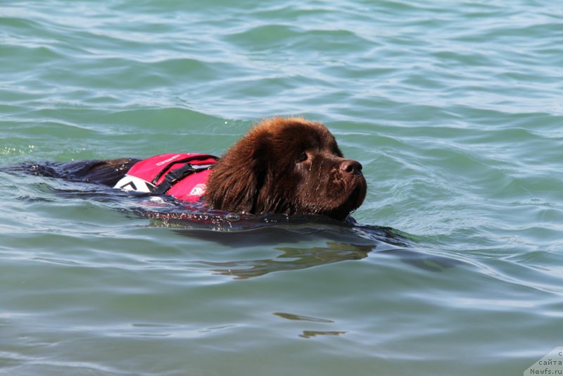 Фото: ньюфаундленд Ньюфорт Вивиан