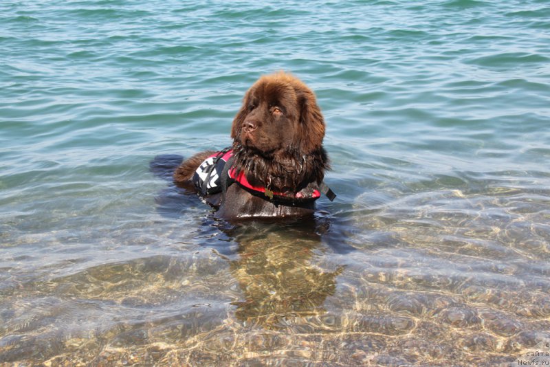 Фото: ньюфаундленд Ньюфорт Вивиан