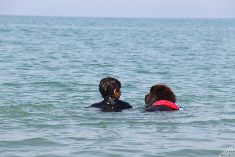 Фото: ньюфаундленд Ньюфорт Вивиан, Галия Гизатуллина