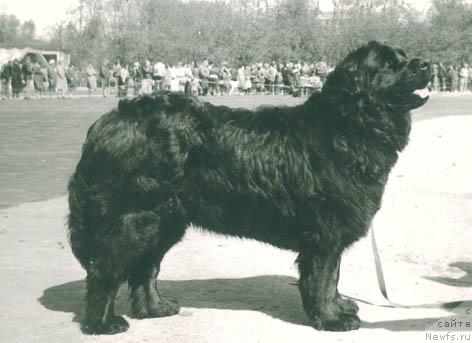 Фото: ньюфаундленд Шимми