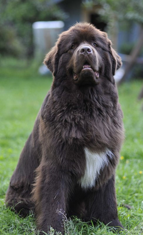 Фото: ньюфаундленд Акватория Келвин Хизер Хани (Aquatoriya Kelvin Heather Honey)