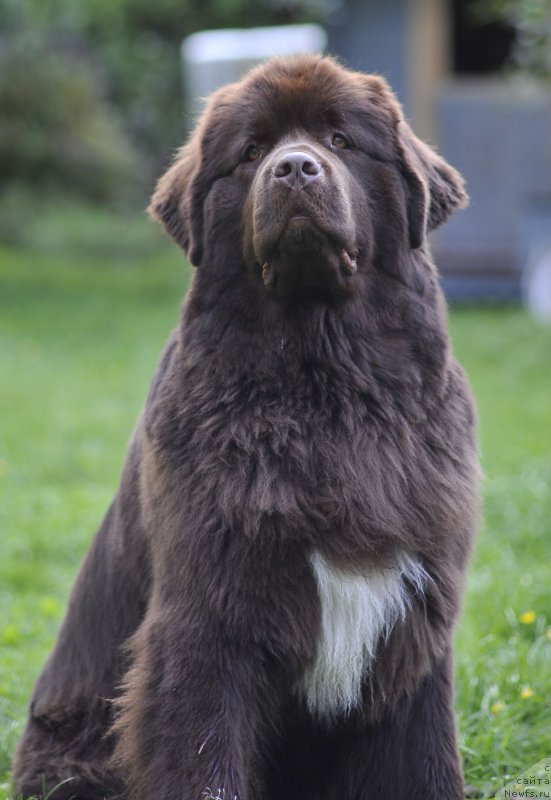 Фото: ньюфаундленд Акватория Келвин Хизер Хани (Aquatoriya Kelvin Heather Honey)