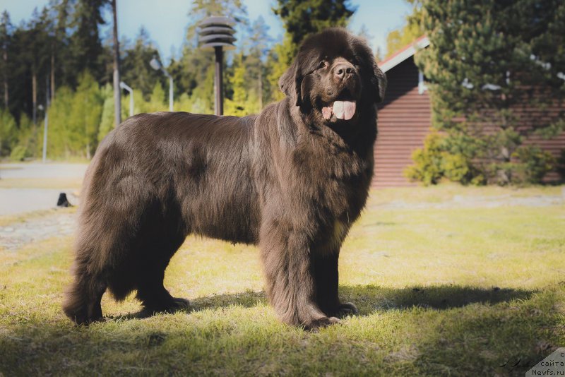 Фото: ньюфаундленд Акватория Келвин Хизер Хани (Aquatoriya Kelvin Heather Honey)