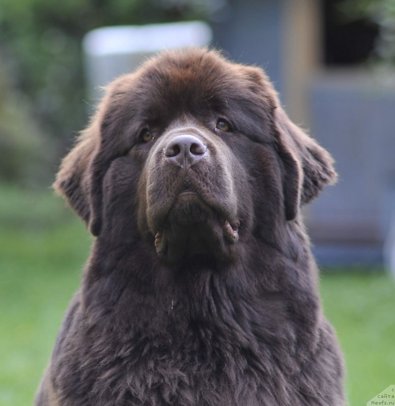 Фото: ньюфаундленд Акватория Келвин Хизер Хани (Aquatoriya Kelvin Heather Honey)
