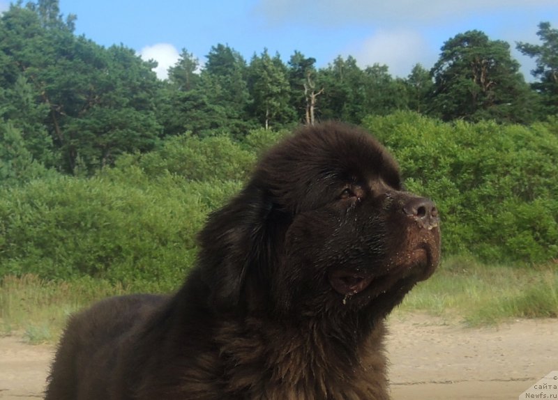 Фото: ньюфаундленд Акватория Келвин Хизер Хани (Aquatoriya Kelvin Heather Honey)