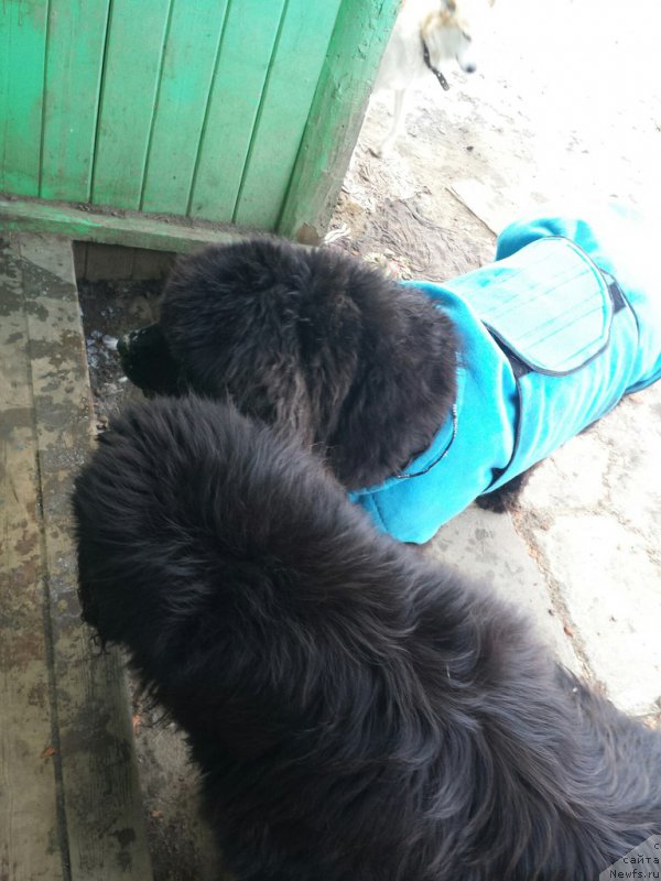 Фото: ньюфаундленд Валенсия Черная Жемчужина