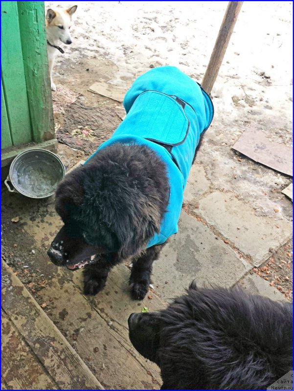 Фото: ньюфаундленд Валенсия Черная Жемчужина, ньюфаундленд Ньюфорт Лапочка Дочка