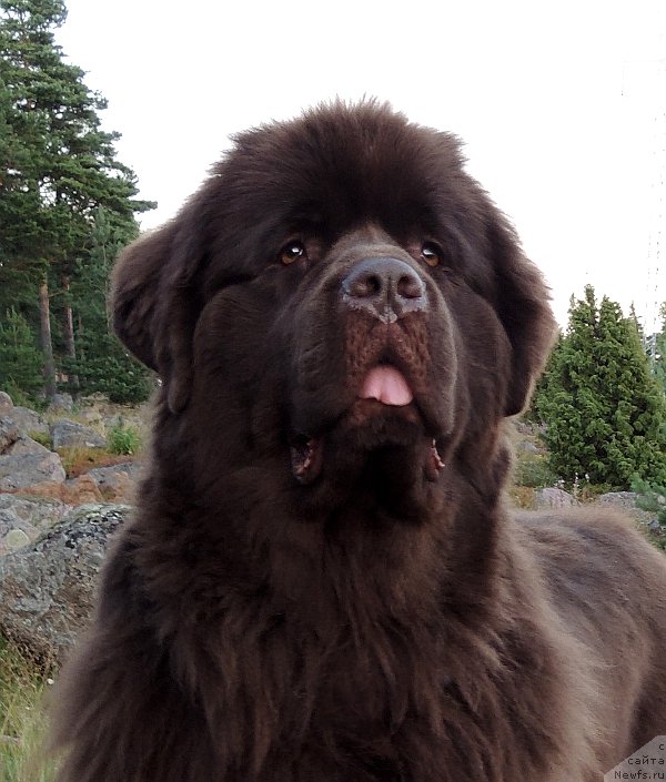 Фото: ньюфаундленд Акватория Келвин Хизер Хани (Aquatoriya Kelvin Heather Honey)