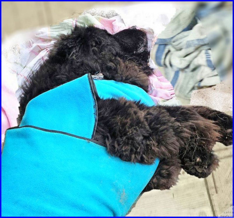 Фотография № 193793