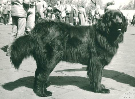 Фото: ньюфаундленд Бера