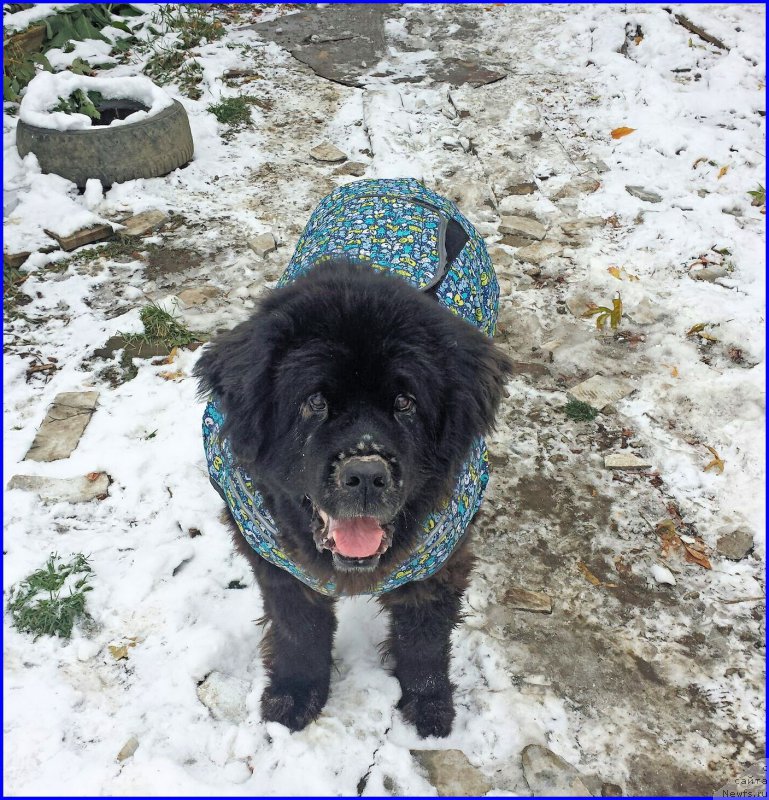 Фотография № 193818