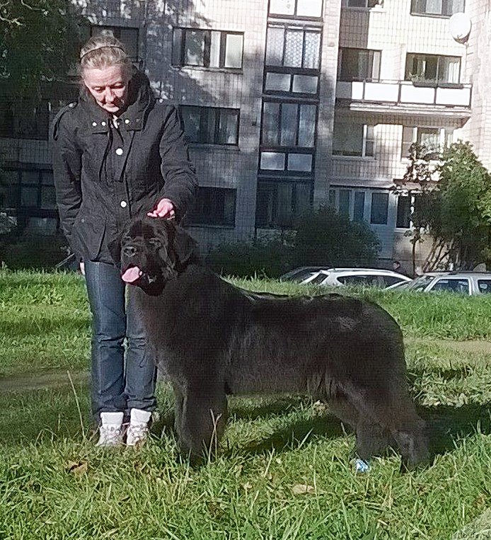 Фото: ньюфаундленд Бегущая по Волнам Банг-Ап Стар