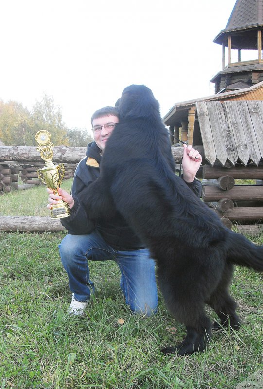 Фото: ньюфаундленд Бегущая по Волнам Банг-Ап Стар