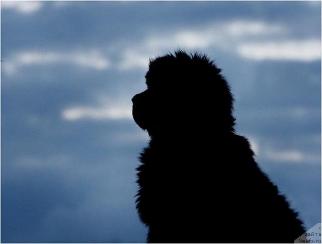 Фото: ньюфаундленд Жолли Вандерфулл из Медвежьего Яра (Zholli Wonderfull iz Medvejyego Yara)