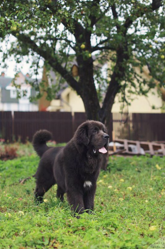 Фотография № 193831