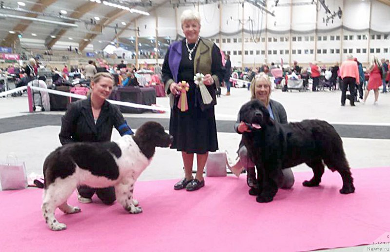 Фото: ньюфаундленд Бегущая по Волнам Баск ту зе Футуре