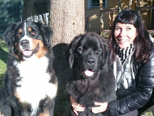 Фото: ньюфаундленд Бегущая по Волнам Веспер