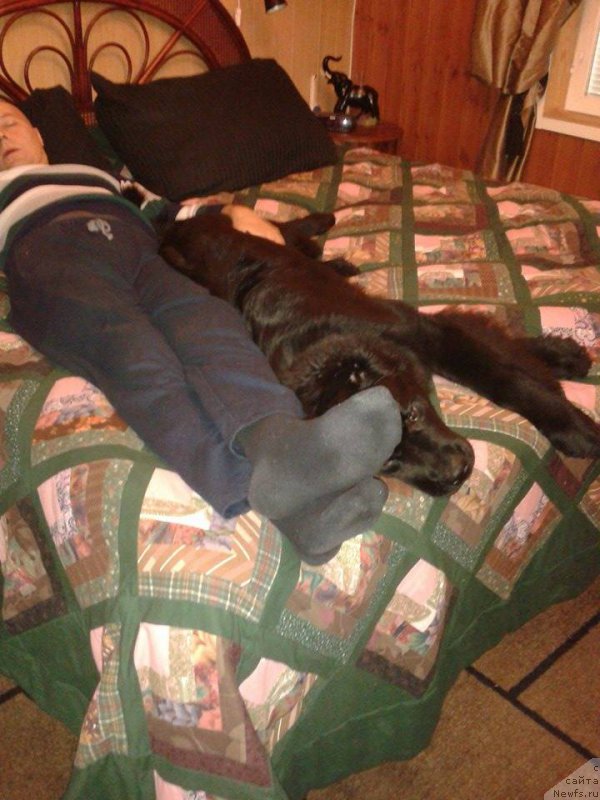 Фото: ньюфаундленд Бегущая по Волнам Веспер