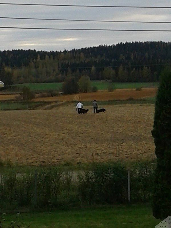 Фото: ньюфаундленд Бегущая по Волнам Веспер