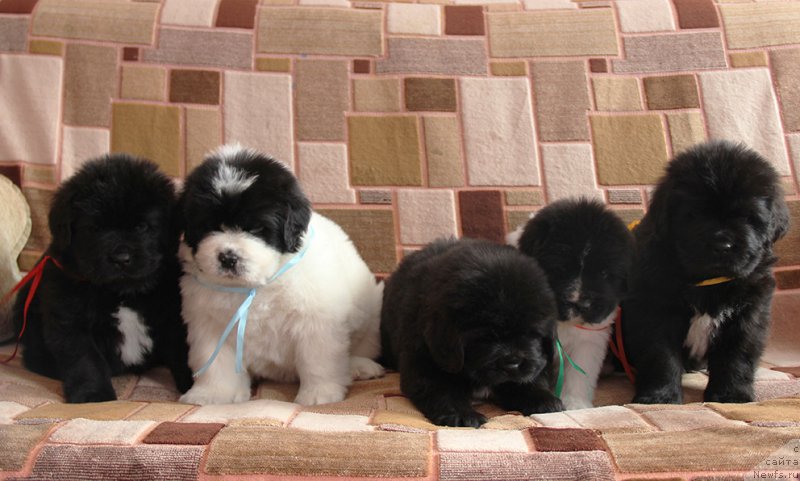 Фото: Помет, [d12231] - Ламборджини, Лексус, Логан, Ларгус и Линкольн