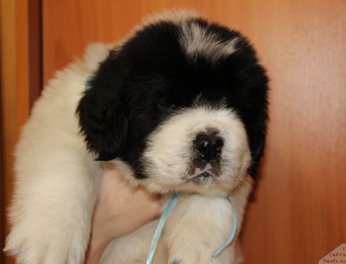 Фото: ньюфаундленд Злат Консталекс Лексус