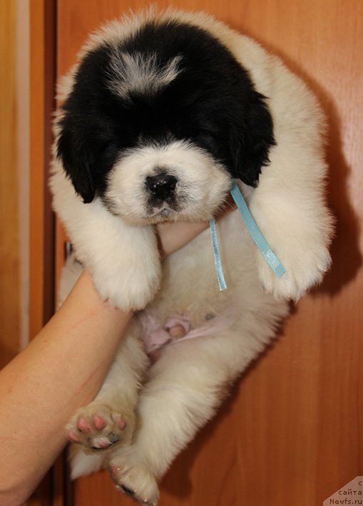 Фото: ньюфаундленд Злат Консталекс Лексус