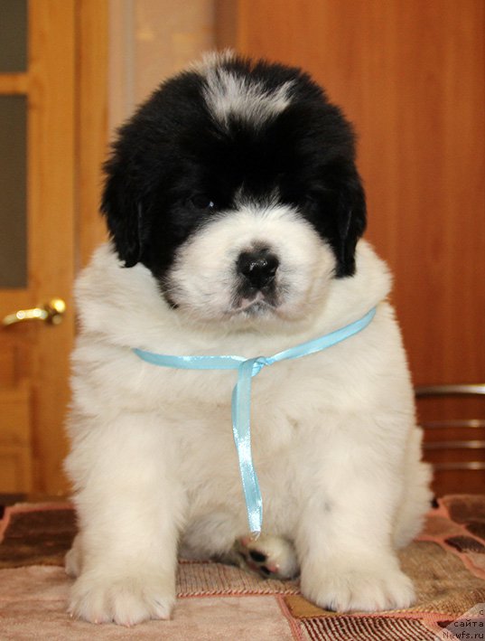 Фото: ньюфаундленд Злат Консталекс Лексус