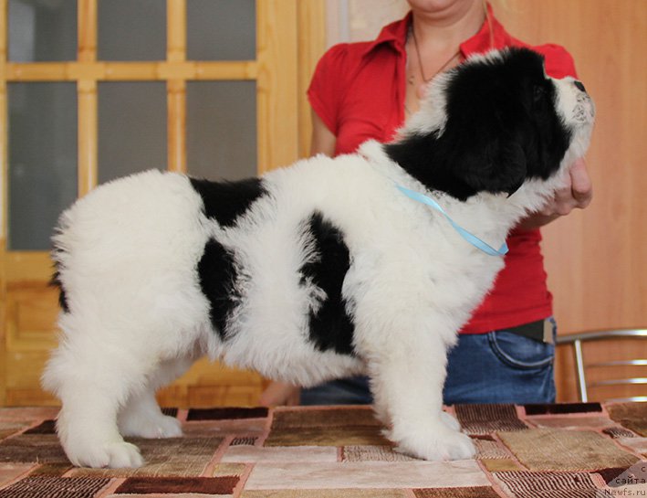 Фото: ньюфаундленд Злат Консталекс Лексус