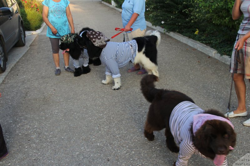 Фотография № 193894