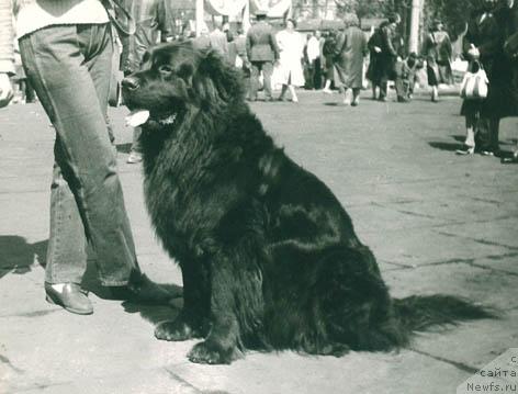 Фото: ньюфаундленд Бригитта