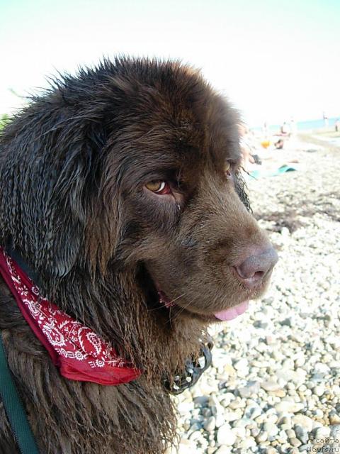 Фото: ньюфаундленд Лесная Сказка Изабелла