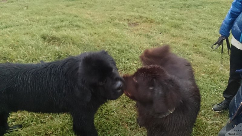 Фото: ньюфаундленд Николь Голд Стар (Nikol Gold Star), ньюфаундленд Черная Мафия Шорт анд Свеет (Chernaya Mafia Short and Sweet)