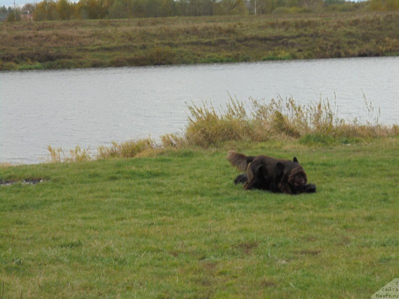 Фото: ньюфаундленд Николь Голд Стар (Nikol Gold Star), ньюфаундленд Черная Мафия Шорт анд Свеет (Chernaya Mafia Short and Sweet)