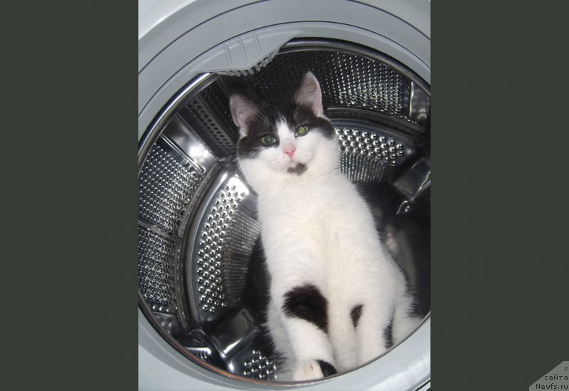 Фотография № 193965