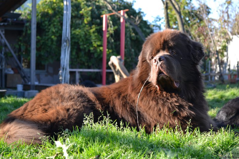 Фото: ньюфаундленд Акватория Келвин Риверданс (Aquatoriya Kelvin Riverdance)