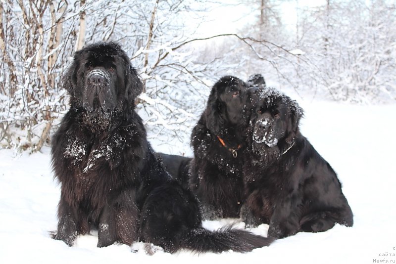 Фотография № 193989