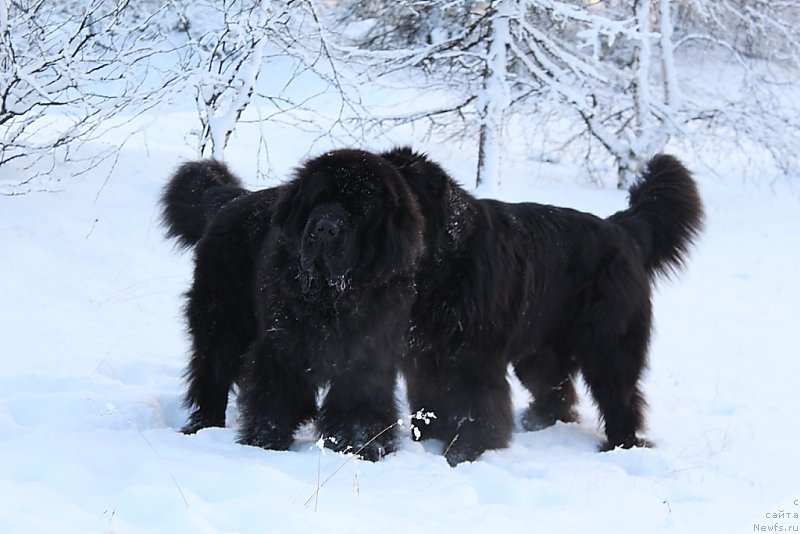 Фотография № 193990