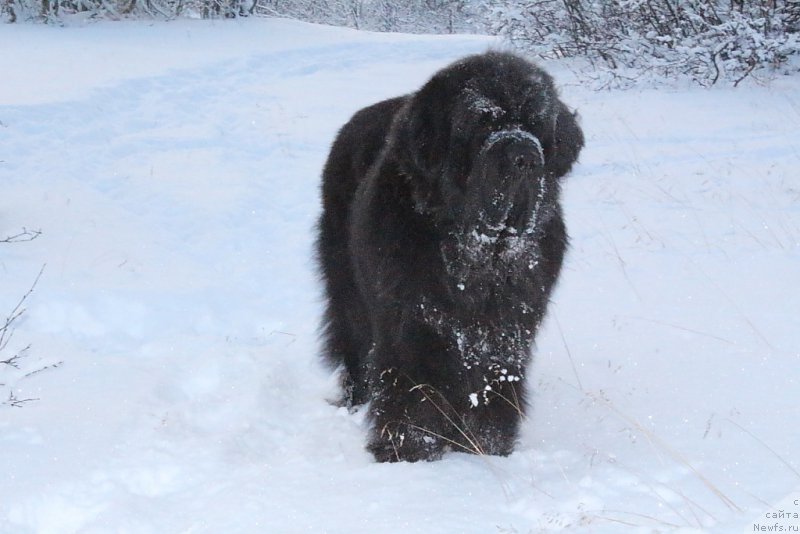 Фотография № 193993