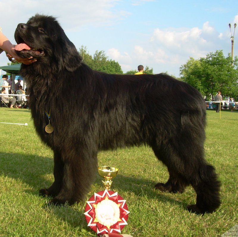 Фото: ньюфаундленд Velyke Malyatko Dnipro