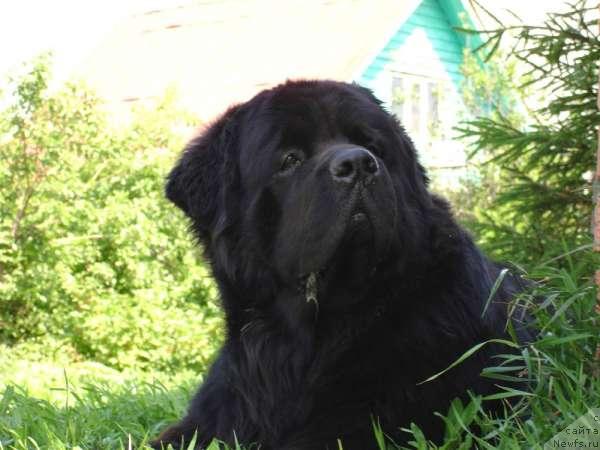 Фото: ньюфаундленд Антей Тревеллеринтайм