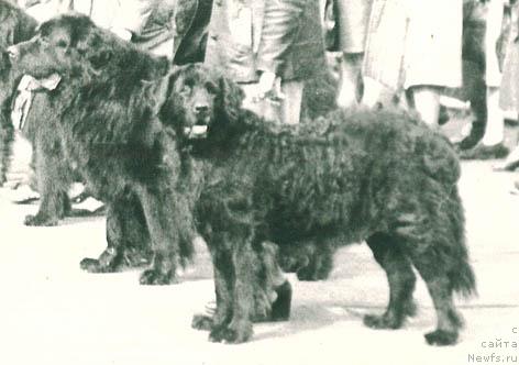 Фото: ньюфаундленд Веджери