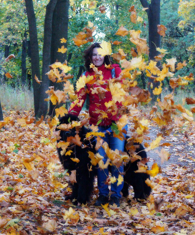 Фото: Наталья Медведь, ньюфаундленд Белкондер-Клаб Кассий Дион