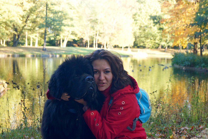 Фото: ньюфаундленд Белкондер-Клаб Кассий Дион