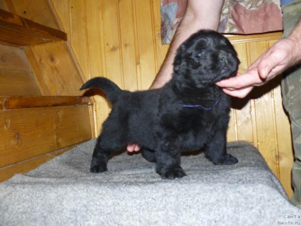 Фото: ньюфаундленд Пчёлкин Дом Вивальди