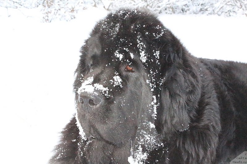 Фотография № 194010