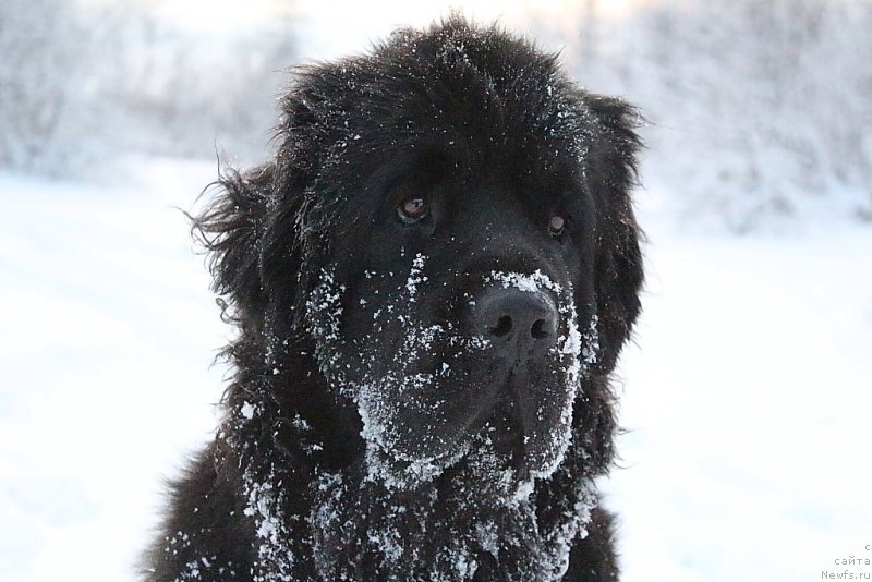 Фотография № 194012