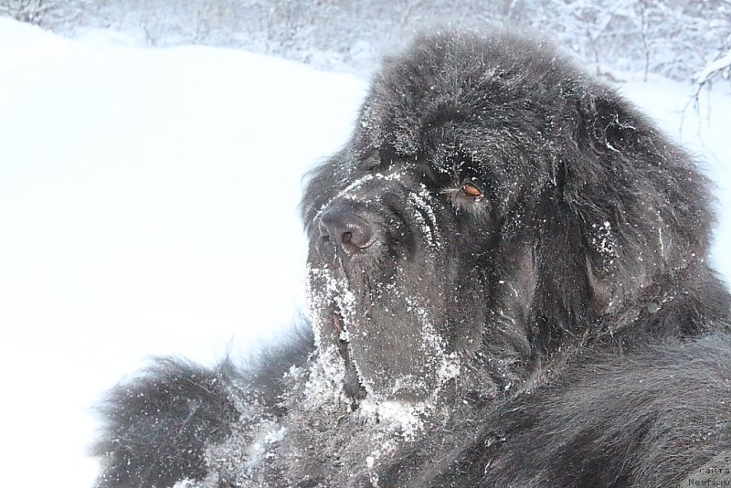 Фотография № 194018